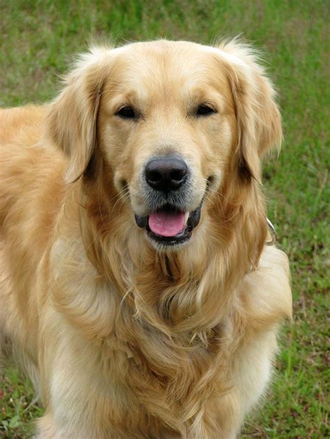 perro golden - perro razas